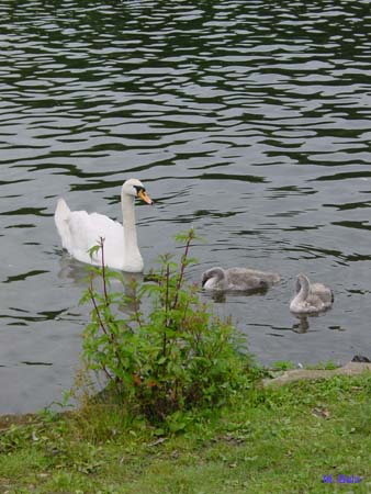 DSC05005